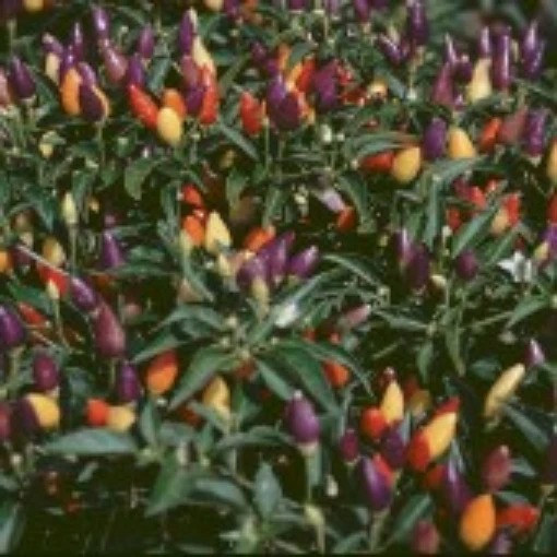 NuMex Centennial Peppers HP164-20