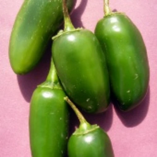 NuMex Primavera Peppers HP1118-20