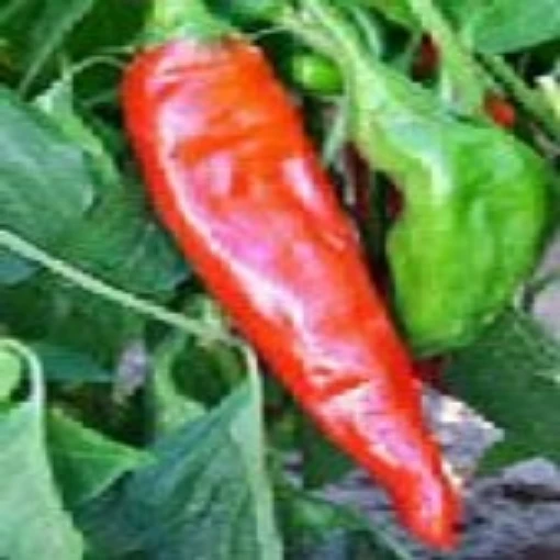NuMex Sandia Hot Peppers HP169-20