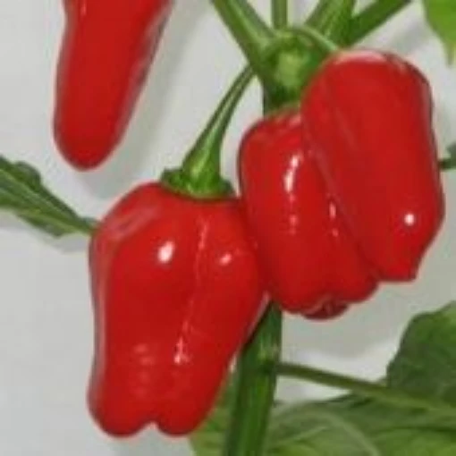 NuMex Suave Red Peppers HP1817-10