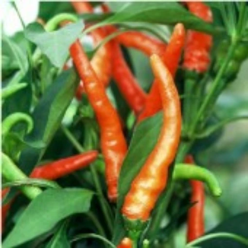 NuMex Sunburst Peppers HP170-20