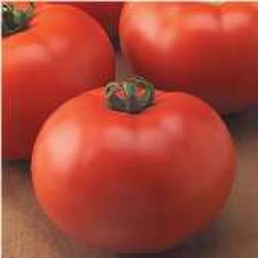 Old Fashioned Goliath Tomato TM107-20