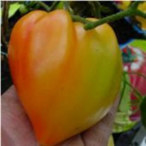 Orange Russian 117 Tomato TM327-10