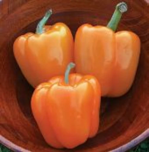 Orange Sun Peppers SP50-20