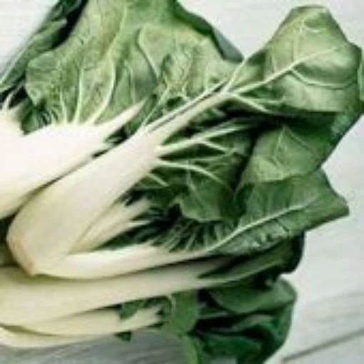 Pac Choi Chinese Cabbage CB7-50