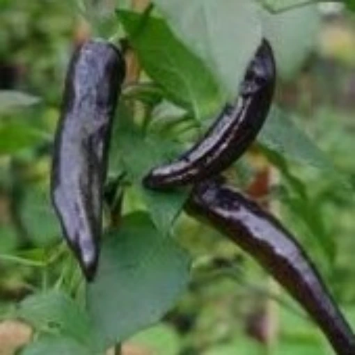 Pasilla Bajio Peppers HP182-20