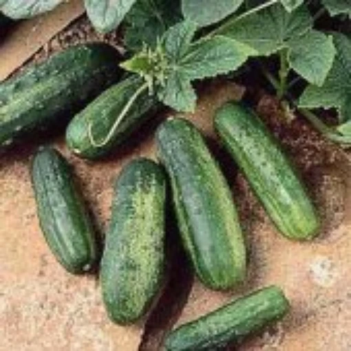 Patio Pickles Cucumbers CU18-20