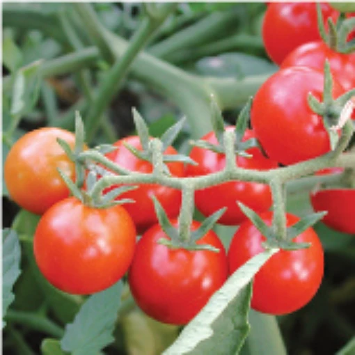 Peacevine Cherry Tomato TM460-10