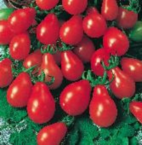 Red Pear Tomato TM104-20