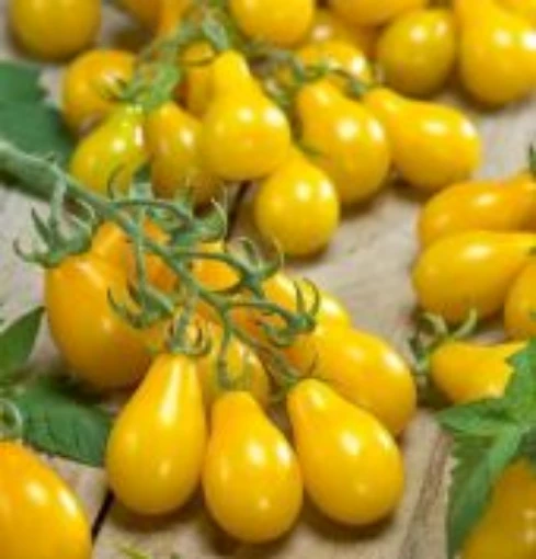 Yellow Pear Tomato TM105-20