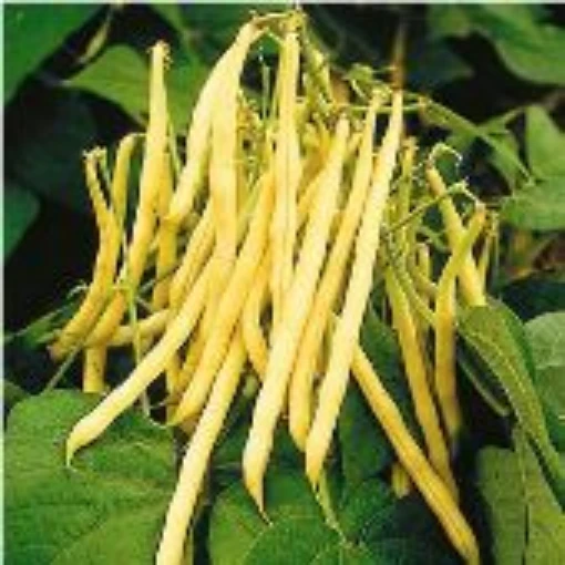 Pencil Pod Yellow Wax Bush Beans BN67-50