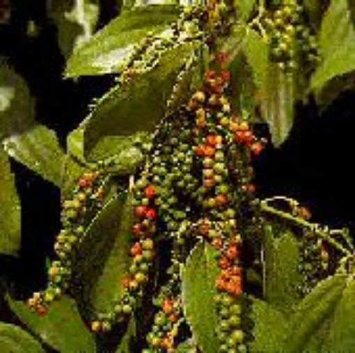 Peppercorns (Black Pepper) TR4-20