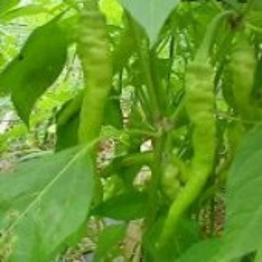 Pepperoncino Hot Peppers, Pepperoncino Hot Pepper Seeds, Golden Greek ...