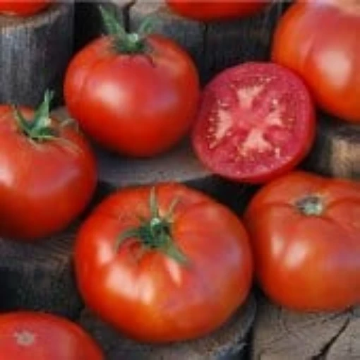 Peron Tomato TM176-20
