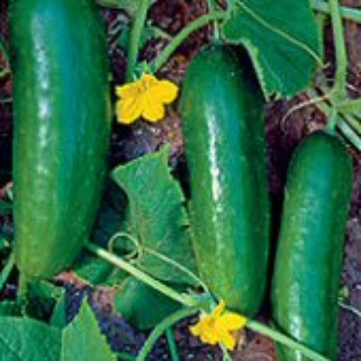 Persian Middle East Cucumbers CU19-10