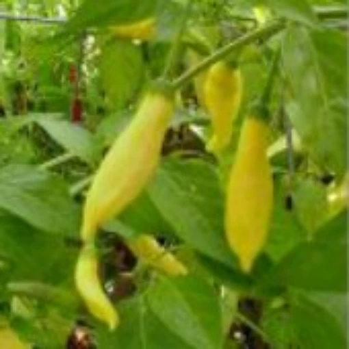 Peru Yellow Peppers HP381-20