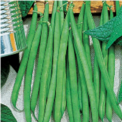 Petite Filet French Bush Beans BN101-50