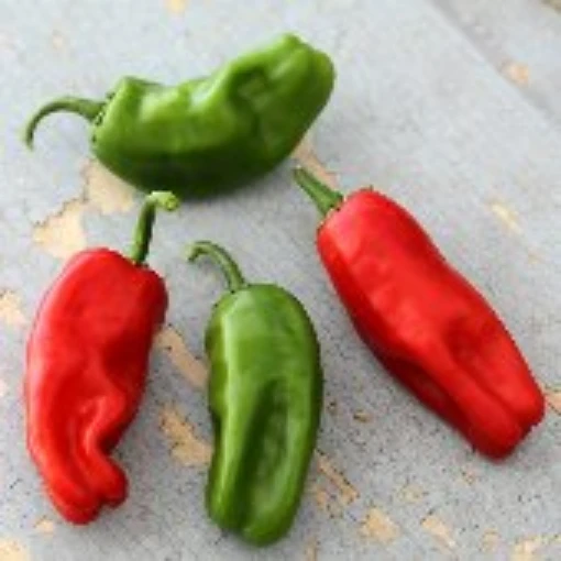 Pimiento de Padron Peppers HP1157-20