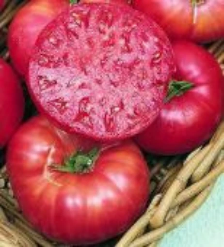 Ponderosa Pink Tomato TM108-20