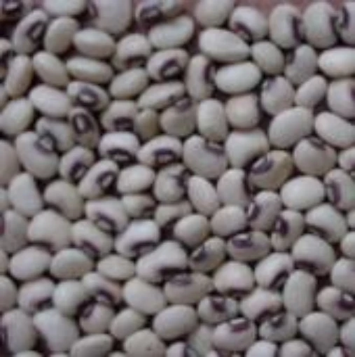 Pinkeye Purple Hull BVR Cowpeas CP8-50