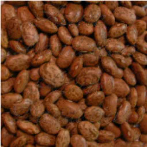 Pinto Bush Beans BN81-50