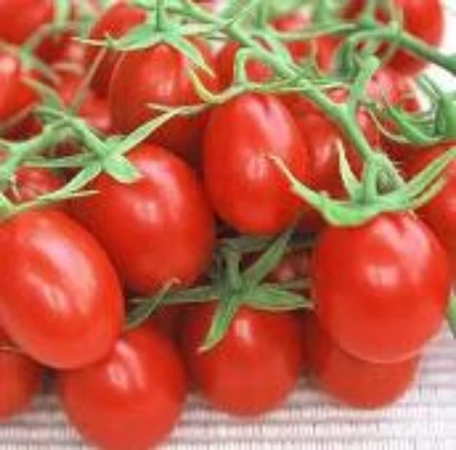 Red Plum Tomato TM444-10