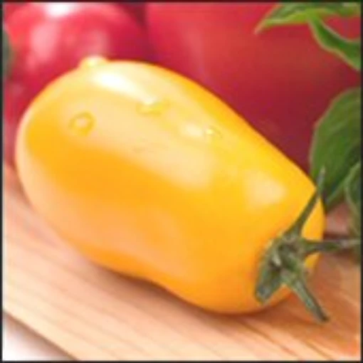 Plum Yellow Tomato TM449-20