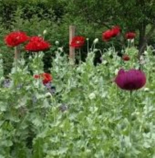 Breadseed Poppy HB163-100