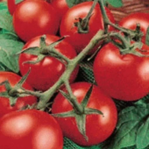 Porter Improved Tomato TM110-20