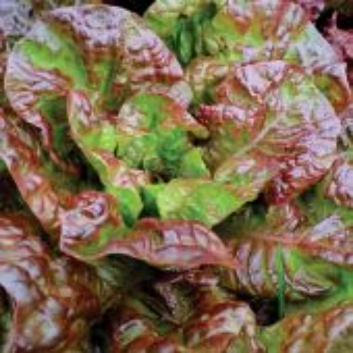 Prizehead Lettuce LC6-100