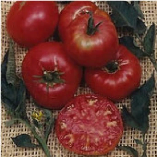 Pruden Purple Tomato TM112-20