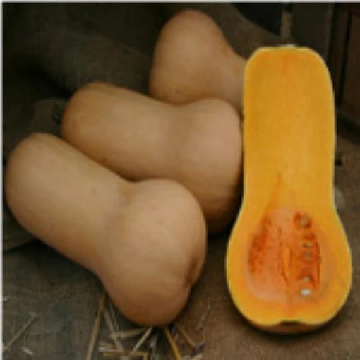 Puritan Butternut Squash SQ73-25