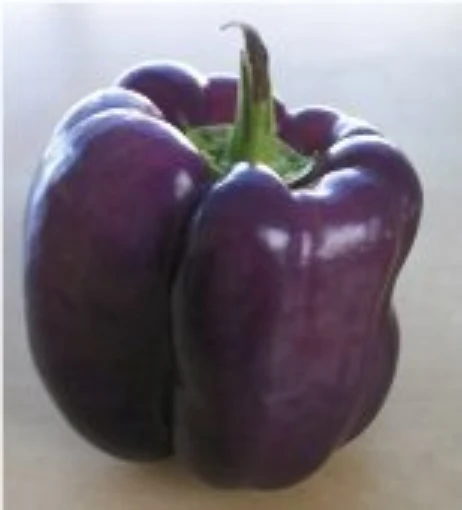 Purple Beauty Peppers SP58-20