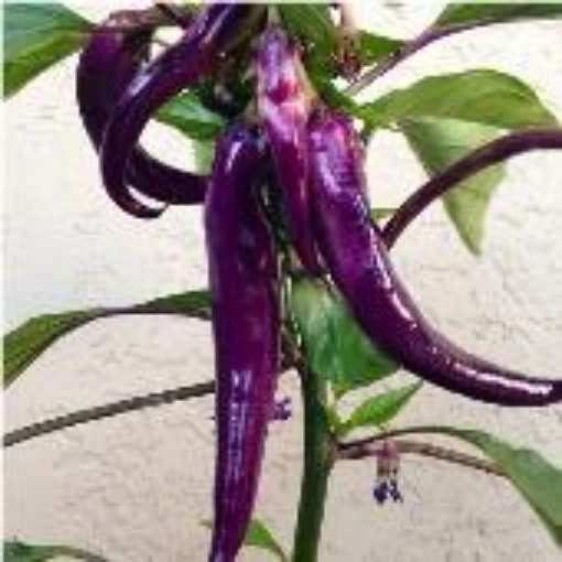 Cayenne Purple Peppers HP452-20