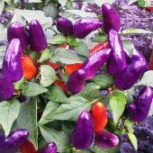Purple Hot Peppers HP1170-10