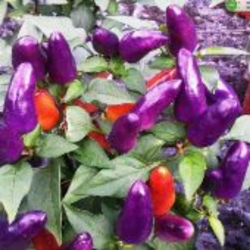 Purple Peppers HP1170-10