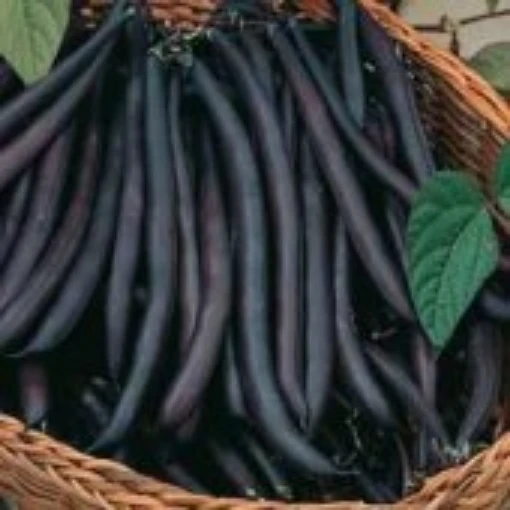 Purple Queen Bush Beans BN10-50