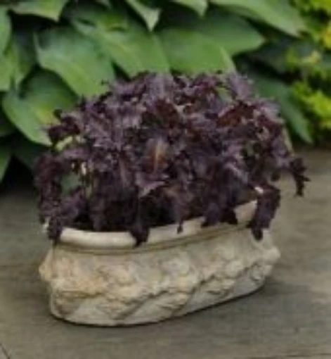 Purple Ruffles Basil HB118-100
