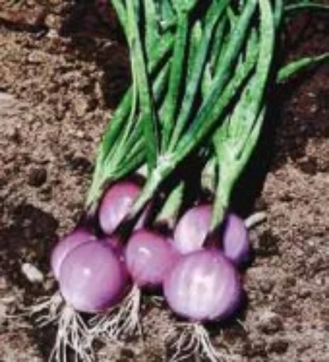 Purplette Onions ON24-50