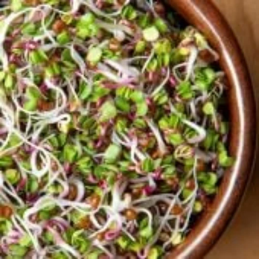 Radish Sprouting Seeds SS5-200
