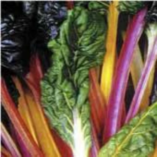 Rainbow Swiss Chard SW9-50