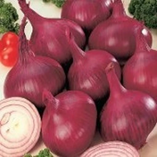 Red Burgundy Onions ON7-100
