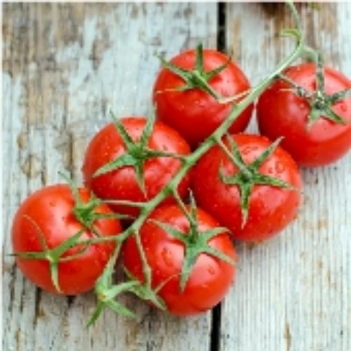 Large Red Cherry Tomato TM372-20