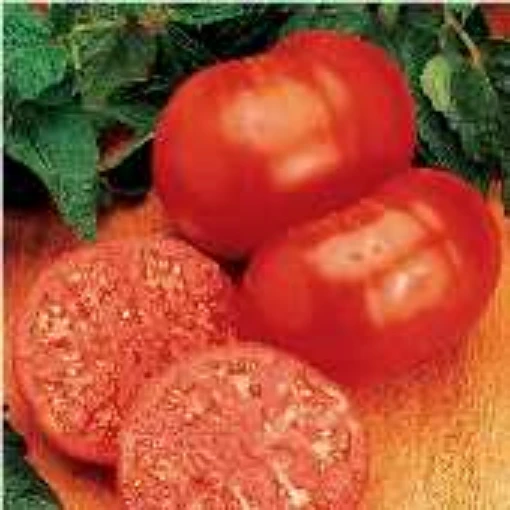 Ponderosa Red Tomato TM383-20