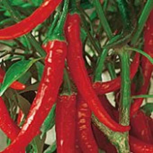 Ring of Fire Peppers HP198-20