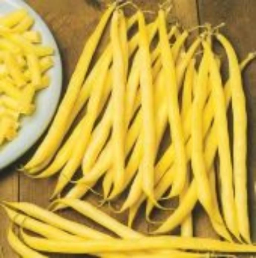 Rocdor Bush Beans BN59-50