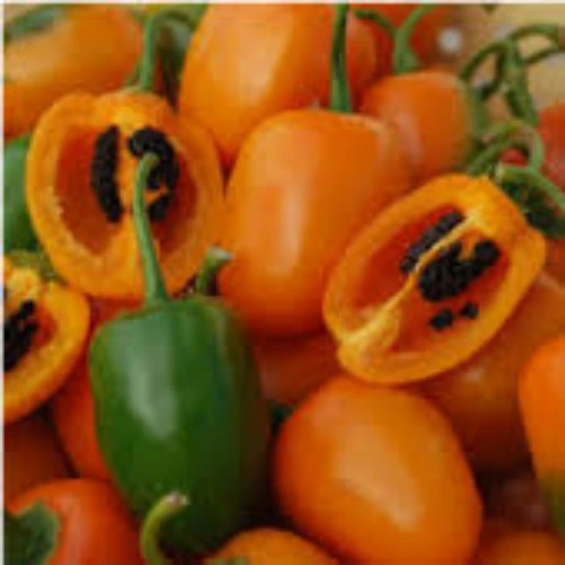 Rocoto Orange Peppers HP465-10