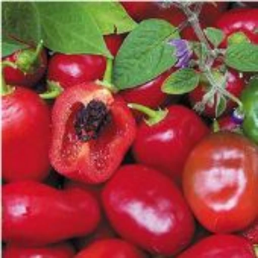 Rocoto Red Peppers HP201-10