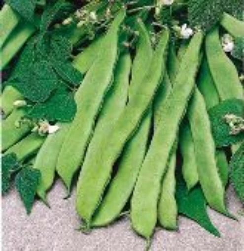 Roma II Bush Beans BN11-50