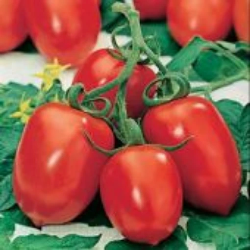 Roma VF Tomato TM392-20